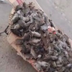 El Ministerio de Salud despliega equipos para enfrentar la crisis de ratas en Los Amores